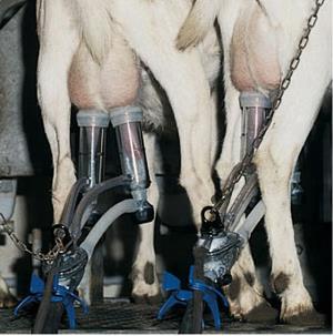 中型提桶式羊用管道挤奶机