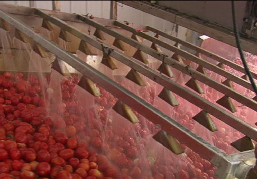 果蔬加工前处理设备