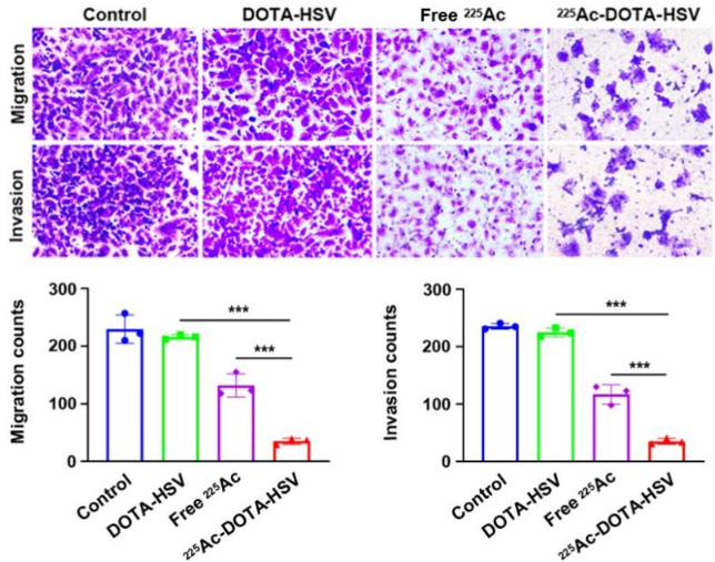 图:&ensp;Ac-225标记多肽抑制非小细胞肺癌A549细胞迁移和侵袭能力  （***p < 0.001）；DOTA-HSV，靶向多肽组；Free 225Ac，游离225Ac组；225Ac- DOTA-HSV，225Ac标记靶向多肽组。（供图：李鸿岩）