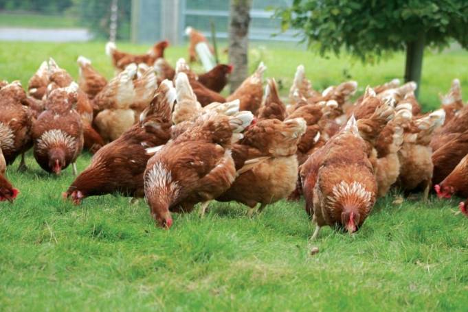 Poultry in Northern Ireland will be allowed outdoors again as the avian flu housing order is lifted