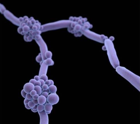 白色念珠菌，与耳念珠菌相关