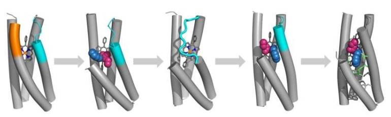 研究人员的蛋白质从头设计工作流程始于使用螺旋束作为新蛋白质的框架(左图)，利用人工智能设计所需蛋白质结构所需的氨基酸序列，再利用X射线晶体学评估最终的蛋白质结构，最后利用行之有效的方法和&ldquo;化学直觉&rdquo;进一步完善设计，直至达到最优设计(右图)