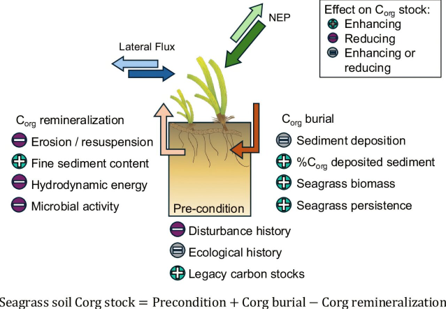 海草系统中土壤碳有机质库驱动因素概念图。图片来源：《自然通讯》（2025）