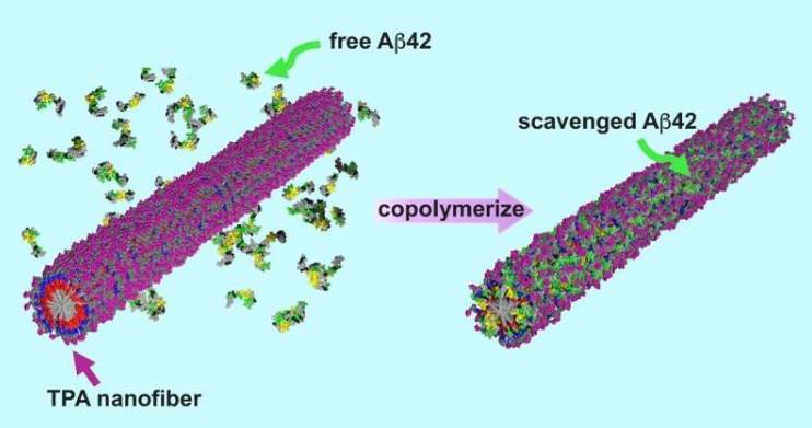 一幅艺术插图展示了含有海藻糖(TPA)的肽两亲纳米纤维如何在致病蛋白(A&beta;42)进入神经元之前将其捕获
