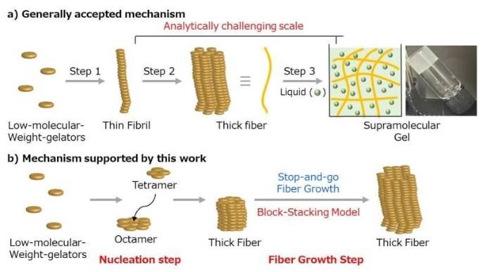 a) 普遍接受的机制。b) 本研究支持的机制