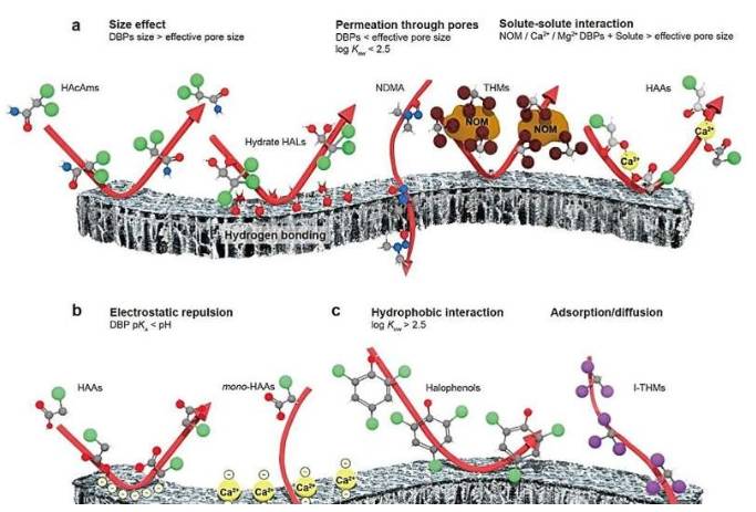 纳滤/反渗透对消毒副产物 (DBP) 的截留机制。DBP 的截留效率与其他有机微污染物(例如药品、个人护理产品或内分泌干扰物)类似，主要受以下因素控制：(a) 尺寸效应(也称为尺寸排阻和空间位阻);(b) 静电排斥;以及 (c) 溶质-溶质/膜相互作用，这些相互作用受膜、DBP 和溶液性质的影响