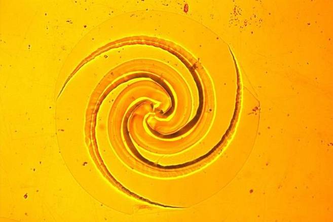 直径为500微米的对数螺线,约为缝纫针直径的一半