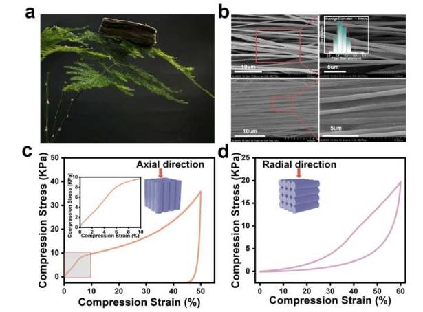 高取向SiC@SiO 2纳米纤维气凝胶的轻质和压缩性能