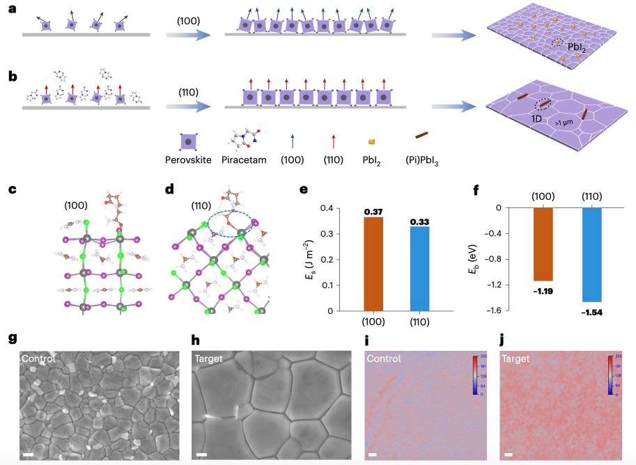WBG钙钛矿薄膜的生长机理。a,b，使用不含(a)（对照）和含(b)（目标）吡拉西坦的前驱体溶液生长WBG钙钛矿薄膜的过程示意图。c,d，吡拉西坦吸附在WBG钙钛矿薄膜的(100) (c)和(110) (d)面上的DFT计算模型。(e) (100)和(110)面的表面能。(F)吡拉西坦分子在(100)和(110)面上的结合能。(g,h,) 对照(g)和目标(h)WBG钙钛矿薄膜的SEM图像。比例尺，200纳米。i,j，沉积在HTL涂层基底上的对照(i)和目标(j)薄膜的PL映射图像。比例尺，2微米。来源：《自然纳米技术》 (2025)