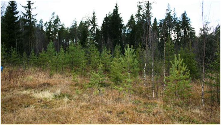 Häggån 矿床,拍摄于 2013 年 10 月(图片来源:Aura Energy)