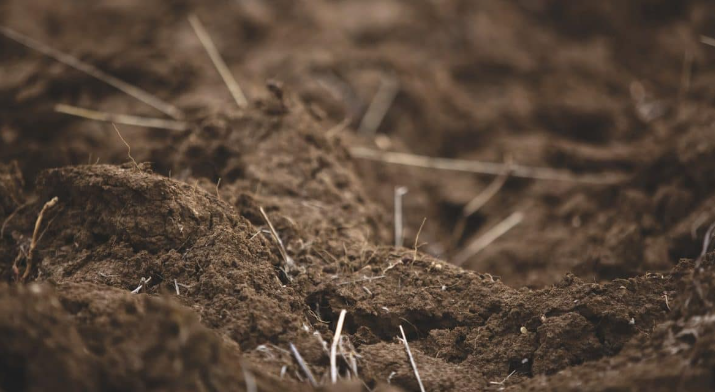 PNIPU 发现哪种土壤“吃”石油 Mladen Milicevic, Unsplash