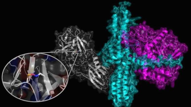 在肉毒梭菌神经毒素血清型A2细胞结合域的晶体结构中观察到的NOS桥