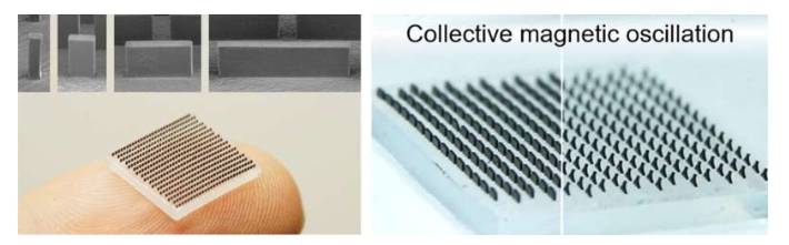 微柱阵列的集体磁振荡
