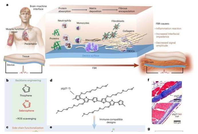 抑制FBR的半导体聚合物的免疫兼容设计