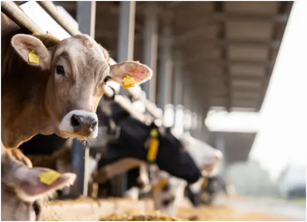 奶牛场里的奶牛。美国牲畜每年产生超过1.5亿公吨二氧化碳当量的甲烷，其中大部分来自粪便。斯梅代雷瓦茨/iStock