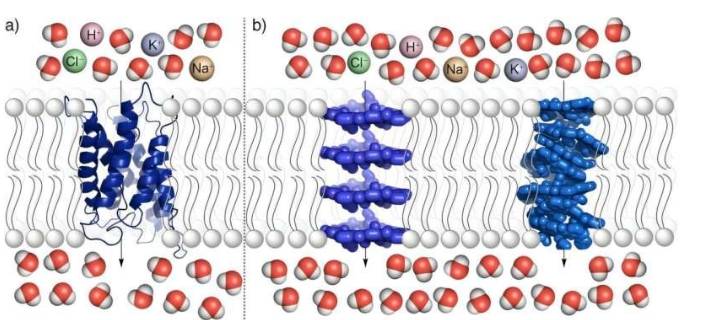 水通道蛋白(左)和新开发的人工水通道(右)，显示它们具有排除盐分和运输水分的功能