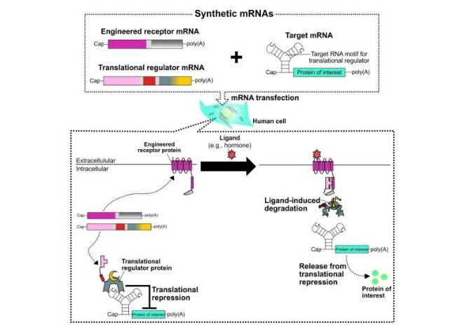 基于工程化受体和翻译调节蛋白的细胞外配体诱导翻译调控示意图