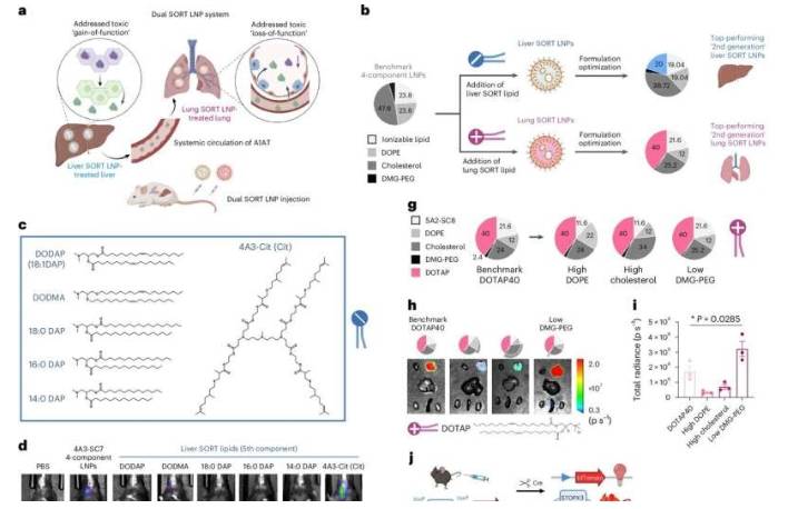 优化的双SORT LNPs可提高肝脏和肺脏中疾病相关细胞的转染率