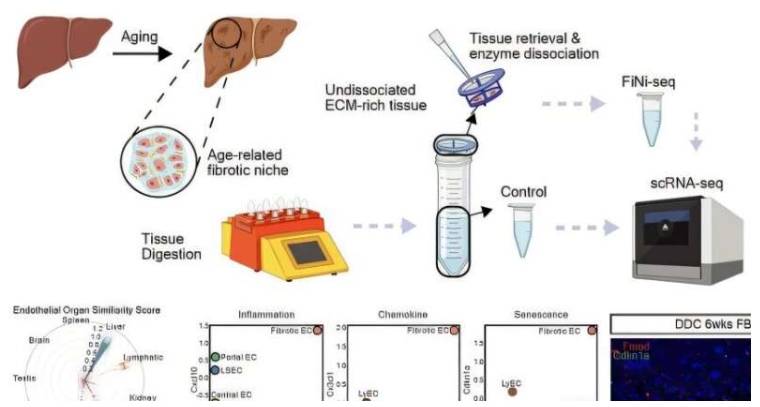 从老化肝脏组织中分离纤维化区域,并在纤维化模型中进行单细胞转录组分析和验证