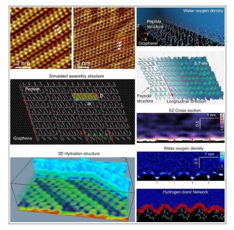 YH二肽在石墨和二硫化钼上的分子组装结构;肽组装体周围的三维水合结构;组装体结构模拟以及组装肽附近的水密度分布