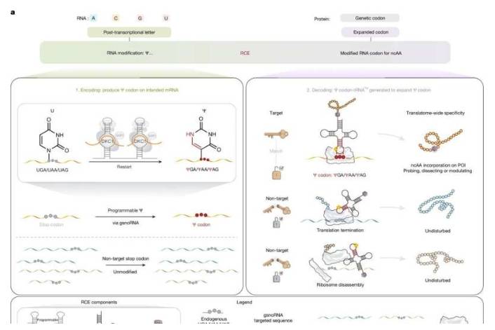 图1. RNA密码子扩增策略示意图。该方法包含两个核心过程——编码和解码——以实现非规范氨基酸的特异性插入