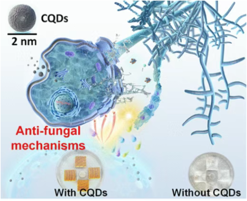 （来源：ACS Nano）