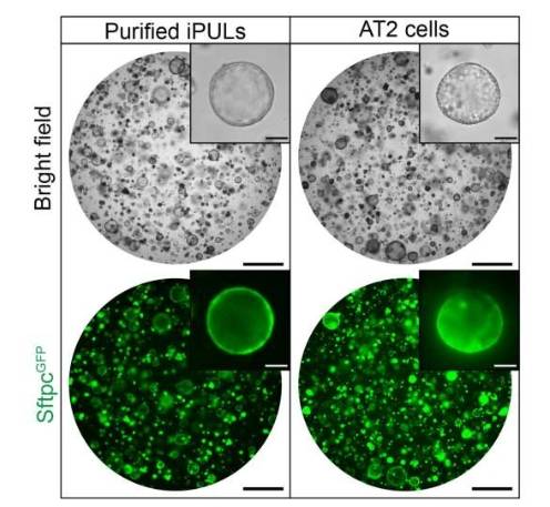 含有纯化 iPUL 细胞和 AT2 细胞的类器官的明场和荧光图像。在纯化 iPUL 细胞和 AT2 细胞中进行 3D 培养后,于第八天观察到类器官。比例尺:1 毫米(低倍镜)和 100 微米(高倍镜)