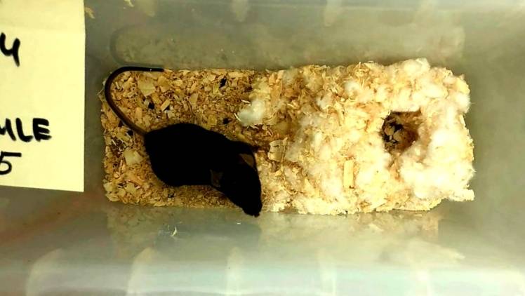 受辐射小鼠建造的巢穴