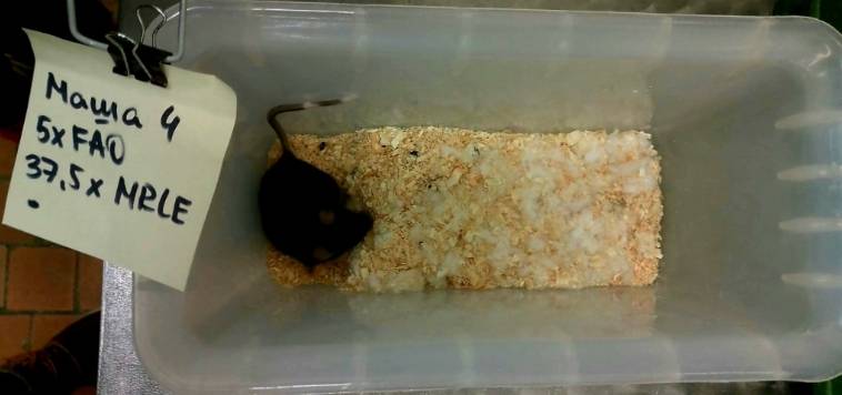 未受辐射的老鼠没有筑巢