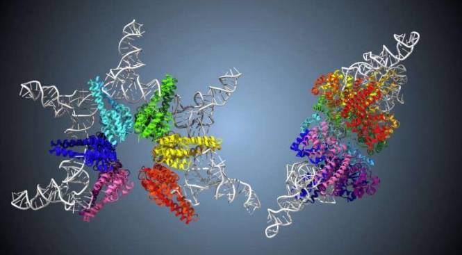 具有&ldquo;双重功能&rdquo;的星形小酶有助于tRNA的正常功能。HARP是已知最小的RNase P酶，有助于细菌和古菌中tRNA的成熟。如此小的酶如何完成这一关键任务，长期以来一直困扰着研究人员。如今，来自日本九州大学的研究人员发现，HARP形成一个12亚基的星形结构，并具有结合位点，可以处理前tRNA的两端(5'和3')。这一新颖的观察结果&mdash;&mdash;小酶以不同的形式执行多种功能&mdash;&mdash;表明这些关键酶的分子进化。