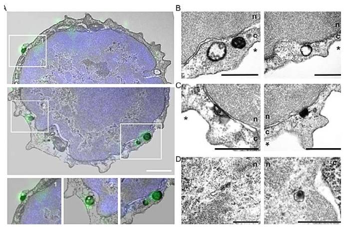 利用相关荧光和免疫电子显微镜测定有核红细胞中 CXCR4 的亚细胞定位