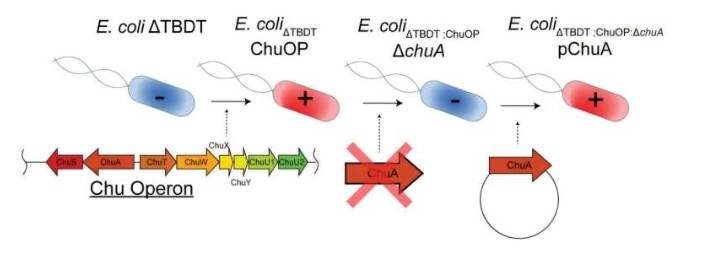 a) 本研究中使用的 ChuA 报告菌株的基因工程生成策略示意图