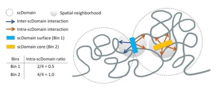基因组的许多区域形成拓扑关联结构域 (TAD)。这些结构域内的基因组部分可以更频繁地相互作用,而它们往往与结构域外的区域隔离。该示意图显示了单个单细胞中 TAD 样结构域 (scDomains) 中相互作用的比例与基因组位点相对于其 scDomain 三维结构的位置之间的关系