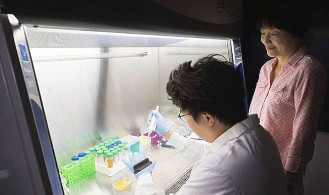 托马斯·J·沃森工程与应用科学学院博士生刘天正(左)和生物医学工程系教授沙金开发出一种将食物垃圾转化为可生物降解塑料的方法
