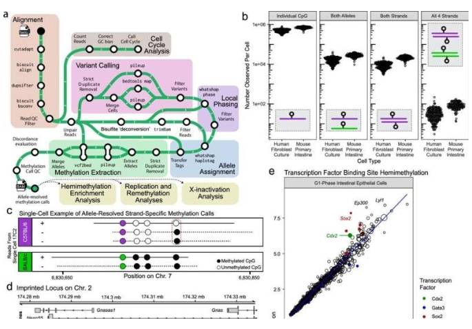 scDEEP-mC 可实现高分辨率、全基因组范围内的等位基因甲基化分析,包括半甲基化
