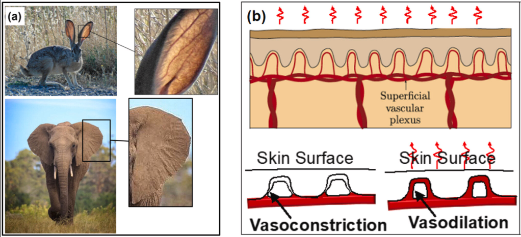 德雷塞尔大学的研究人员正在研发建筑材料,其灵感源自大象和长耳兔耳朵中的血管系统,有助于实现建筑物节能的热调节。图片来源:德雷塞尔大学