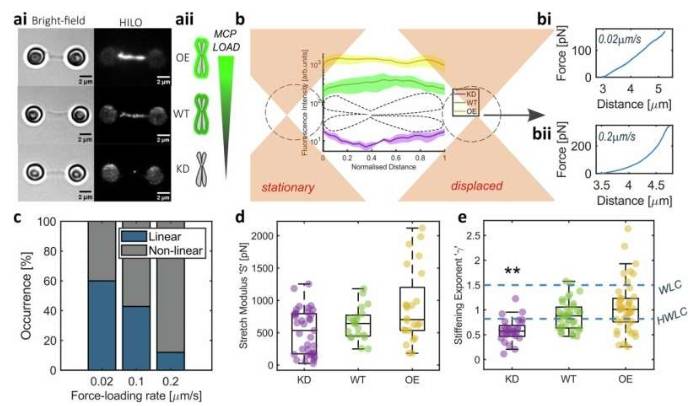 染色体力学与速率相关