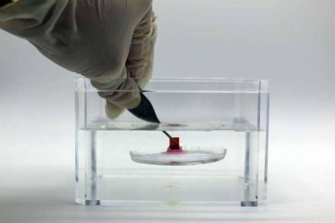 受一种利用特殊吸力器官吸附其他海洋动物的“搭便车”鱼类的启发,麻省理工学院的工程师们设计了一种机械粘附装置,它可以附着在柔软光滑的表面,并在那里停留数天或数周。该装置可用于胃肠道药物输送或水生环境监测