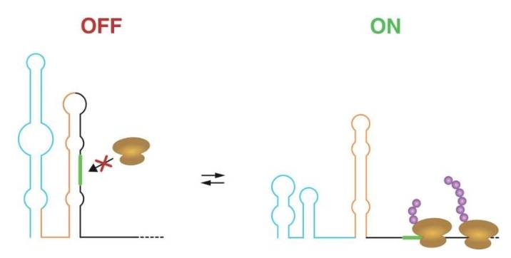 lpxP基因中RNA温度计的示意图,该基因在大肠杆菌中发现,并在多种细菌中保守。左侧为OFF构象。核糖体结合位点(RBS,绿色)被“锁定”在茎环结构中,从而阻止核糖体(棕色)的结合和下游基因的翻译。右侧为ON构象,此时RBS可以进行翻译