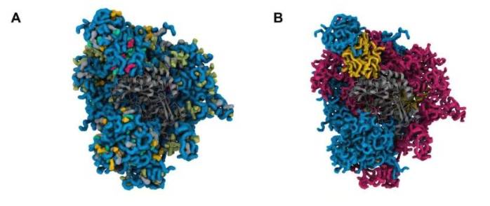 A) 模拟快照,展示了 380K 下不同单体与 GOx 之间可能存在的相互作用。(B) 10 条聚合物链和 1 个 GOx 的模拟快照,展示了 RHPB 与 GOx 之间可能存在的相互作用