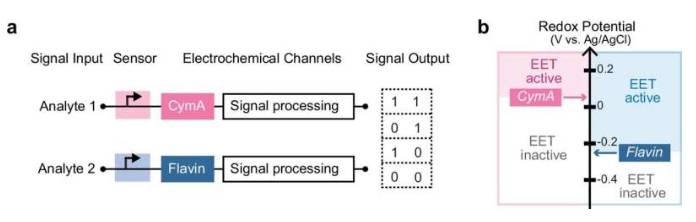 多通道生物电子传感系统示意图。a多通道生物电子系统示意图,使用 CymA 和黄素通路作为通道检测两种分析物,处理信号并产生二进制输出。b CymA和黄素通道的氧化还原电位分别为 0.077 V 和 -0.220 V(相对于 Ag/AgCl)