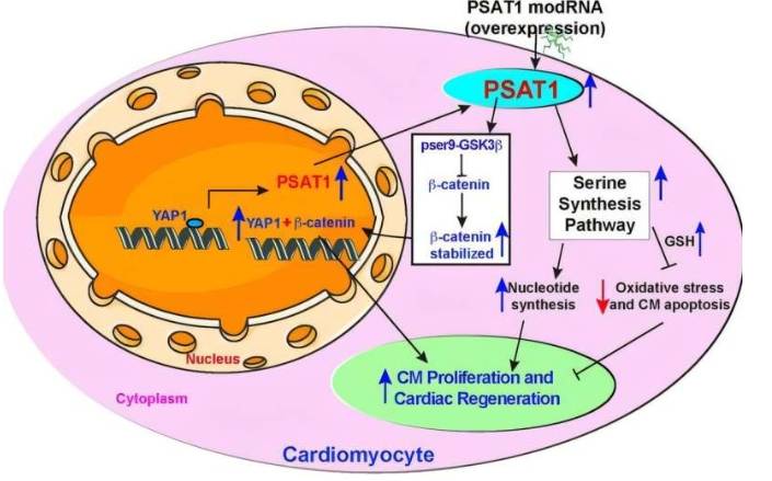 提出PSAT1诱导的分子和代谢信号通路在心脏修复中的作用