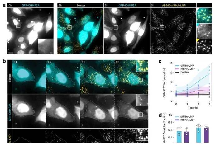 RNA-LNP诱导CHMP2A募集至非释放囊泡