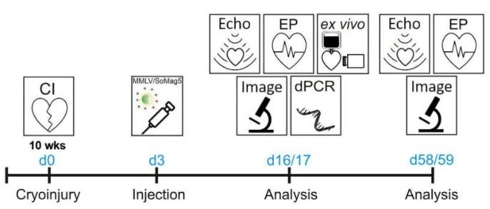体内转导实验时间线