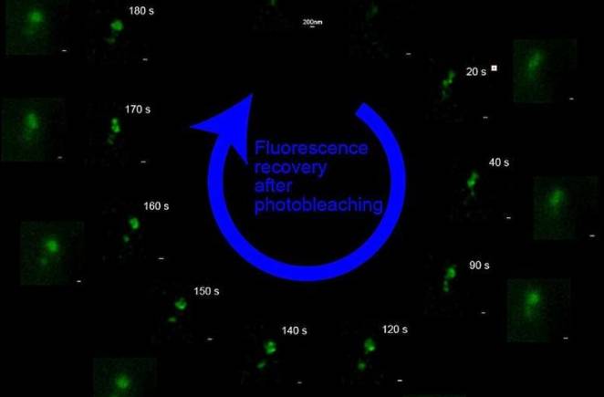 以秒为单位追踪这些云状焦点随时间的变化;光漂白后绿色信号的快速再现表明蛋白质的快速交换&mdash;&mdash;令人惊讶的是，每个焦点内都存在之前未识别的亚区室