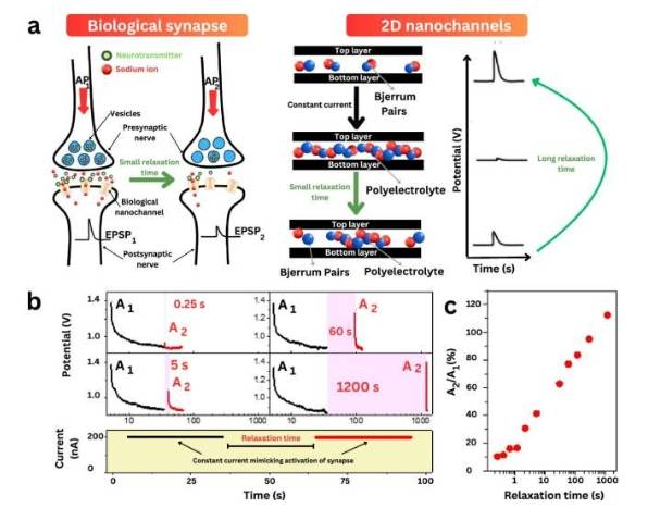 纳米通道模拟生物离子通道和突触