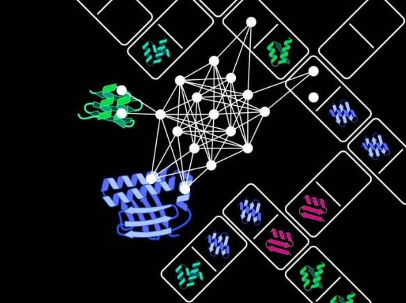 蛋白质结构域插入优化器(简称 ProDomino)可以预测哪些蛋白质结构域(就像多米诺骨牌一样)需要组合在一起才能构建出具有新特性的融合蛋白质