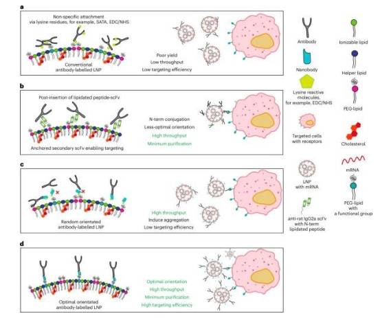TP1107 捕获系统能够以最佳方向将抗体附着到 LNP 上