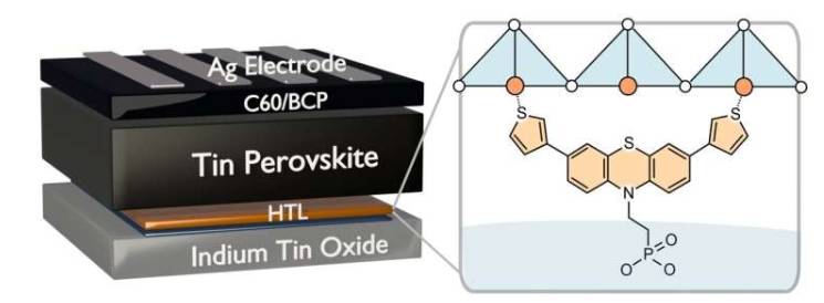 吩噻嗪自组装单层膜能够形成具有良好光电品质的钙钛矿薄膜,并最大程度地降低复合损失