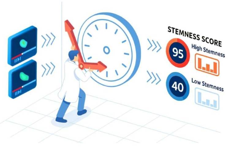 一项新研究表明，细胞动力学(可在一段时间内而非单次快照中观察到)蕴含着有关细胞长期质量和干细胞特性的重要信息。所提出的捕获和分析此类时间信息的方法有望在再生医学和基因治疗中发挥作用